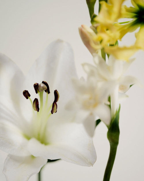 Difusor de varillas Floral Bloom