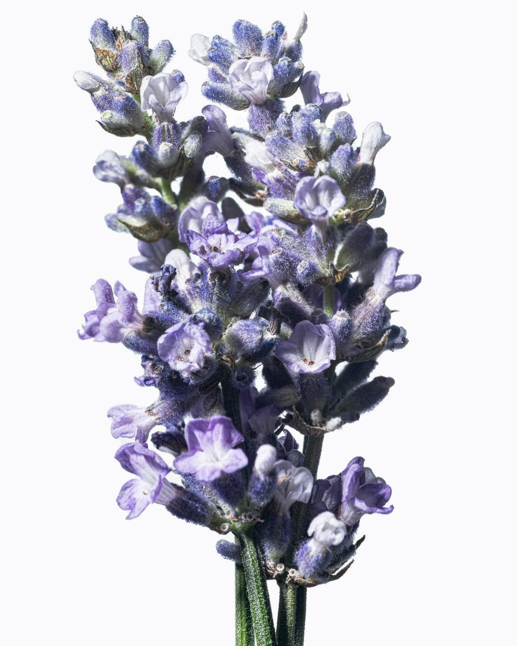 Difusor de varillas Lavender Haze