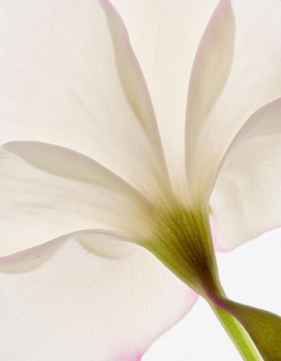 4bc2217b85215f5ca139bc3993f91538