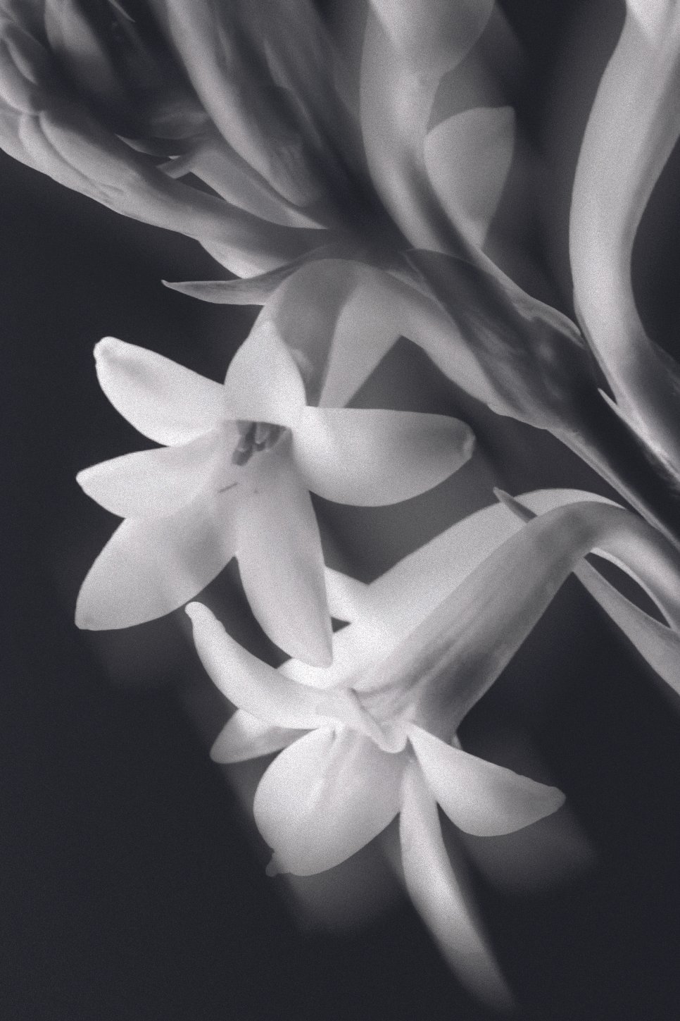 ROSE+&+IVY+Journal+Petal+by+Petal+Tuberose (3